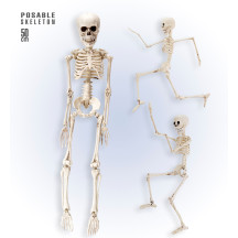 Widmann Kostra - Skeleton 50 cm
